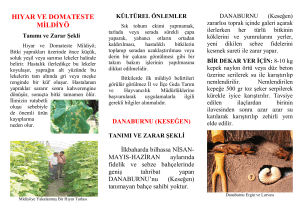 hıyar ve domateste mildiyö - Ankara İl Gıda Tarım ve Hayvancılık