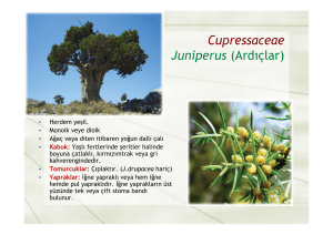 Cupressaceae Juniperus (Ardıçlar)