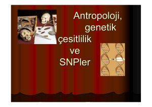 Antropoloji, genetik çesitlilik ve SNPler