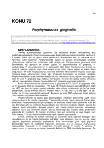 KONU 72 Porphyromonas gingivalis
