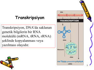 Translasyon (Protein Sentezi) Protein Sentezinin Regulasyonu