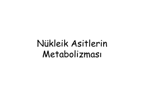 2. Nükleik Asitlerin Metabolizması