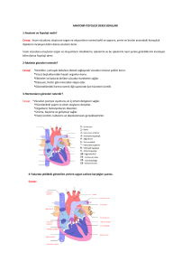 ANATOMİ-FİZYOLOJİ DERSİ SORULARI 1-Anatomi