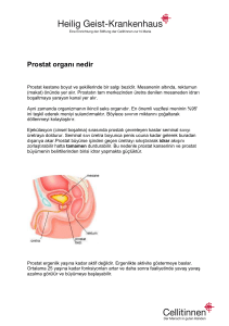 Prostat organı nedir - Heilig Geist