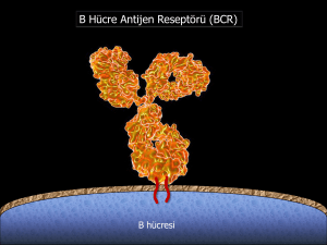 B Hücre Antijen Reseptörü (BCR)
