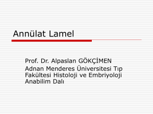 Annülat Lamel - Adnan Menderes Üniversitesi