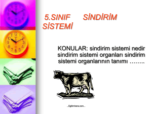 5.sınıf sindirim sistemi