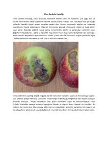 Elma Karaleke Hastalığı Elma karaleke hastalığı, bütün dünyada