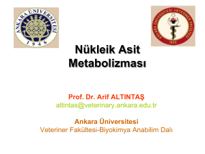Nükleik Asit Metabolizması - Ankara Üniversitesi Açık Ders