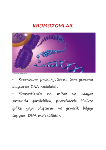 kromozom ve karyotip - Erciyes Üniversitesi Akademik Bilgi Sistemi