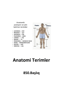Anatomi Terimler