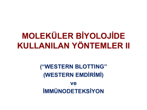 MBKY II-9 Western blotting