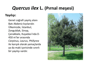 Quercus ilex L. (Pırnal meşesi)