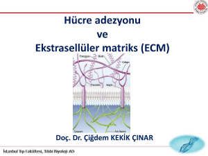 Ekstrasellüler Matriks (ECM)