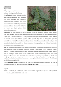 Urtica urens L. Diğer İsimleri: Türkçe: Isırgan otu, Bahçe ısırganı