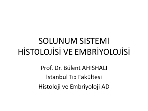 solunum sistemi histolojisi ve embriyolojisi