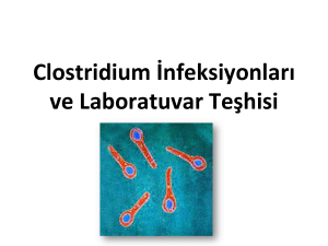 Clostridium İnfeksiyonları ve Laboratuvar Teşhisi