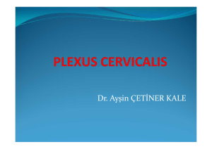 Plexus cervicalis