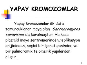 YAC (Yeast Artificial Chromosome) Maya Yapay Kromozomu