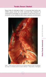 Toraks Duvarı İskeleti - Journal of Clinical and Analytical Medicine