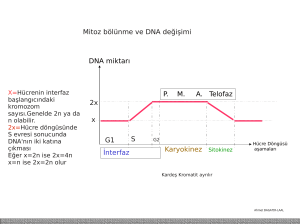 DNA miktarı x PMA Telofaz İnterfaz Karyokinez