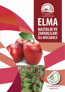 Elma - TC Gıda Tarım ve Hayvancılık Bakanlığı