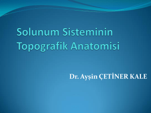 Solunum sisteminin topografik anatomisi