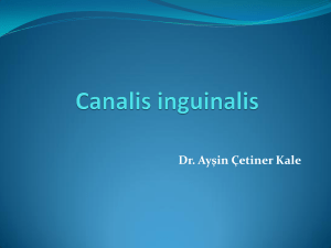 Canalis inguinalis