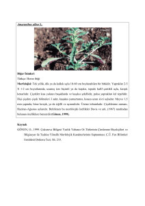 Amaranthus albus L. Diğer İsimleri: Türkçe: Horoz ibiği Morfolojisi