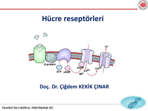 Hücre yüzey reseptörleri