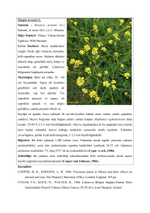 Sinapis arvensis L. Sinonim : Brassica arvensis (L.) Rabenh., B