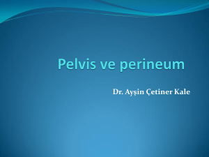 Pelvis ve Perineum (Ayşin KALE)