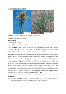 Conyza canadensis (L - Türkiye Herboloji Derneği