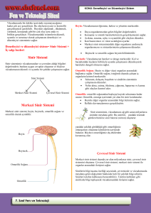 Sinir Sistemi Merkezi Sinir Sistemi