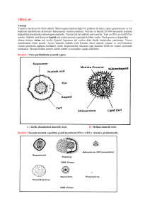 VİRUSLAR Viroloji Virusları inceleyen bir bilim dalıdır