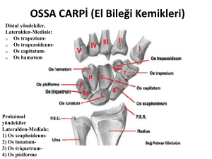 OSSA CARPİ (El Bileği Kemikleri) - E