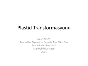 Plastid Transformasyonu - AVES