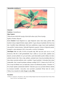 Amaranthus retroflexus L - Türkiye Herboloji Derneği
