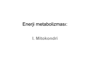 Enerji metabolizması: