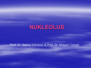nukleolus2.52 MB