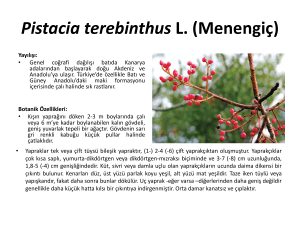 Pistacia terebinthus L. (Menengiç)