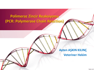 Polimeraz Zincir Reaksiyonu (PCR: Polymerase Chain Reaction)