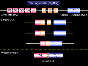 Immunglobulin Çeşitliliği V1 V2 V3 V4 Vn J1 J2 Jn C VL J CL