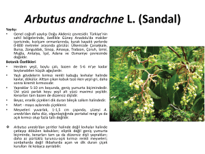 Arbutus andrachne L. (Sandal)