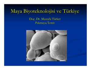 Maya Biyoteknolojisi ve Türkiye Doç. Dr. Mustafa Turker