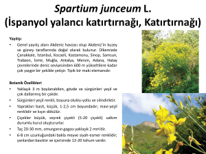 Spartium junceum L. (İspanyol yalancı katırtırnağı, Katırtırnağı)
