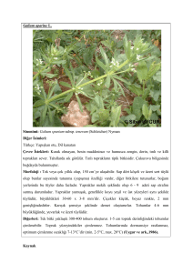 Galium aparine L. Sinonimi: Galium spurium subsp. tenerum