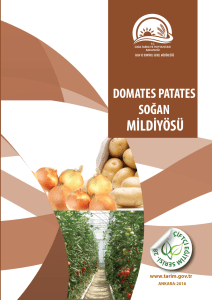 Domates Patates Soğan Mildiyösü - TC Gıda Tarım ve Hayvancılık