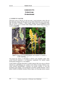 CANAVAR OTU Orobanche spp. - Bitki Koruma Ürünleri Veri Tabanı