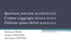 Sparteum junceum (KATIRTIRNAĞI Cotinus coggyrgia